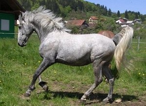 LIPIZZAN
